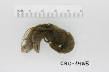 Media type: image;   Invertebrate Zoology CRU-1465 Description: Preserved specimen.;